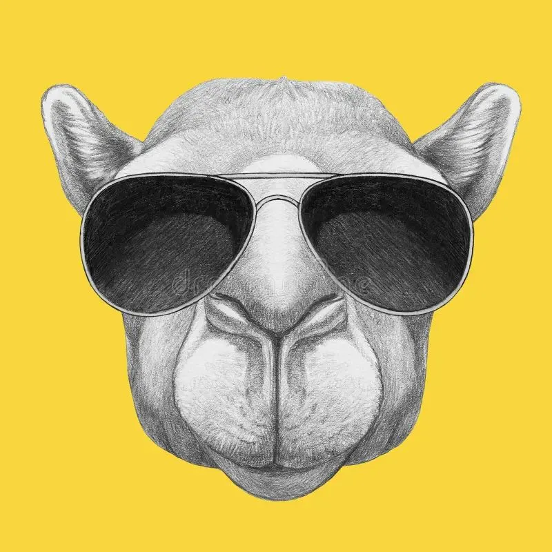 Camel