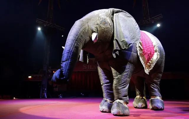 Eesha The Elephant